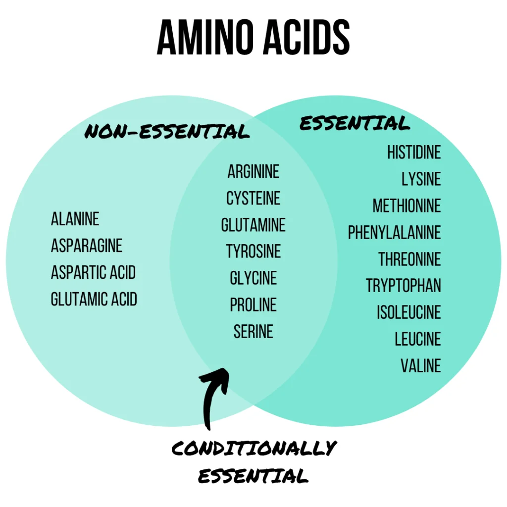amino acids essential vs non-essential Venn diagram